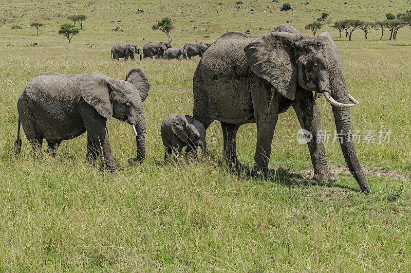 非洲丛林象(Loxodonta africana)，也被称为非洲草原象。母鲸和幼鲸。肯尼亚马赛马拉国家保护区。